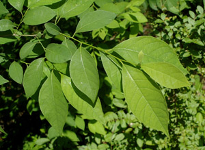 Spice-Bush leaves
